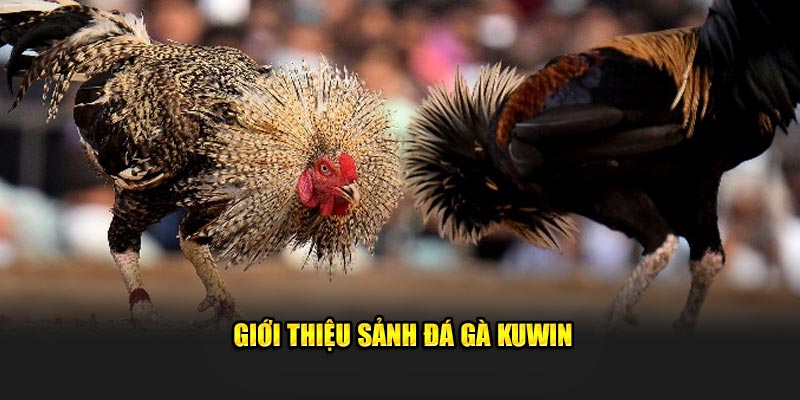 gioi-thieu-sanh-da-ga-kuwin