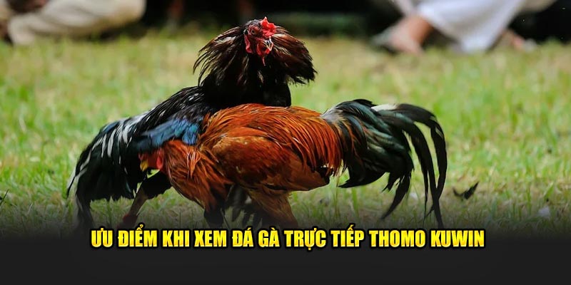 uu-diem-khi-xem-da-ga-truc-tiep-thomo-kuwin