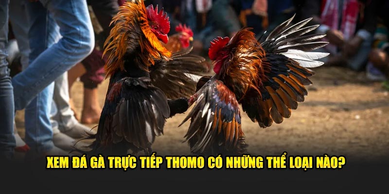 xem-da-ga-truc-tiep-thomo-co-nhung-the-loai-nao-