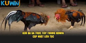 xem-da-ga-truc-tiep-thomo-kuwin